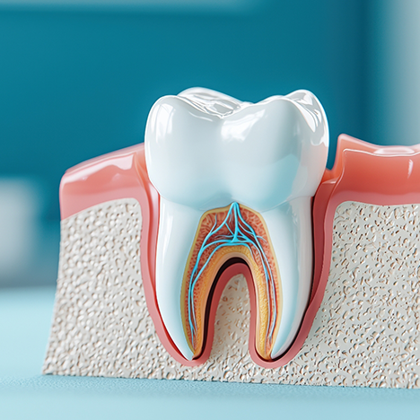 Close-up of model of tooth